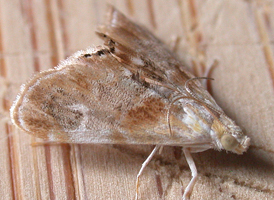 Julia's Dicymolomia